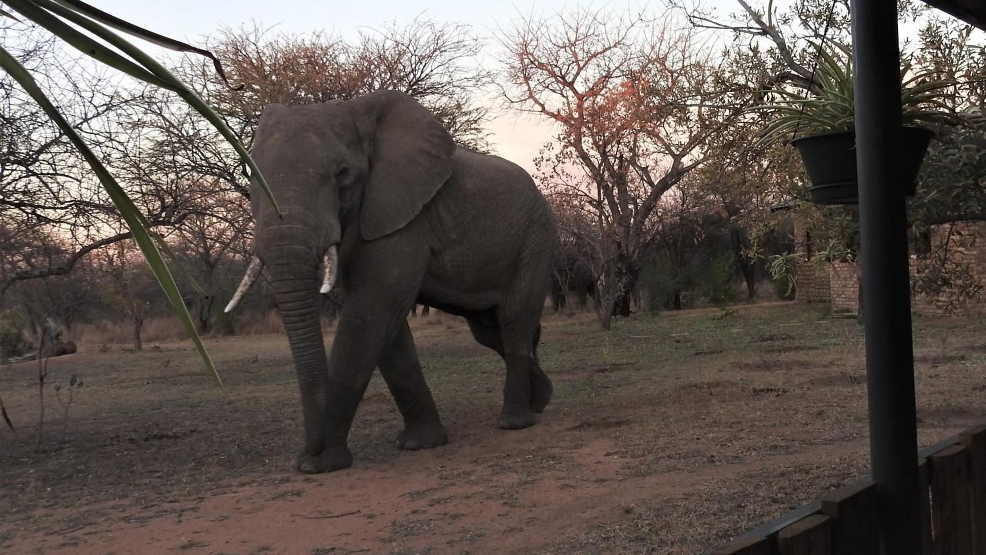 Marulani Bush Lodge Klipdrift エクステリア 写真
